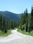 trees