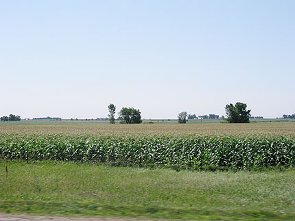 corn