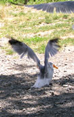 gulls